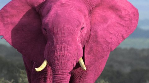 Roze olifant pink