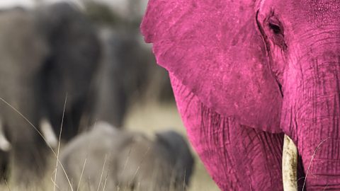 Roze Olifant