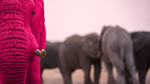 Closeup Elephant dramatic 1920×1080 AdobeStock_330297132 copy